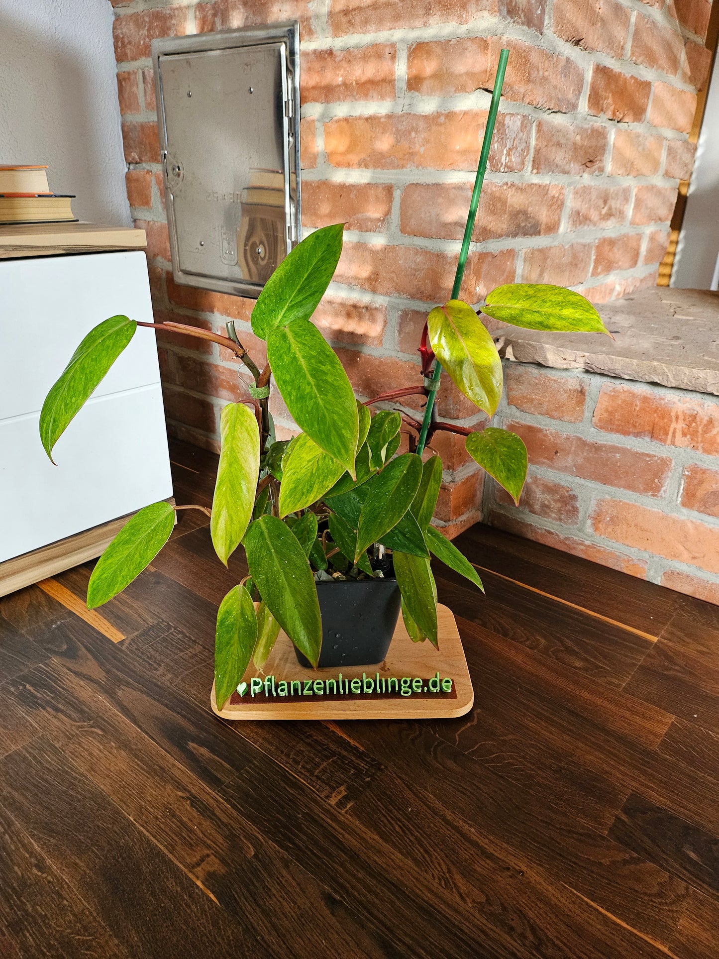 Philodendron painted lady