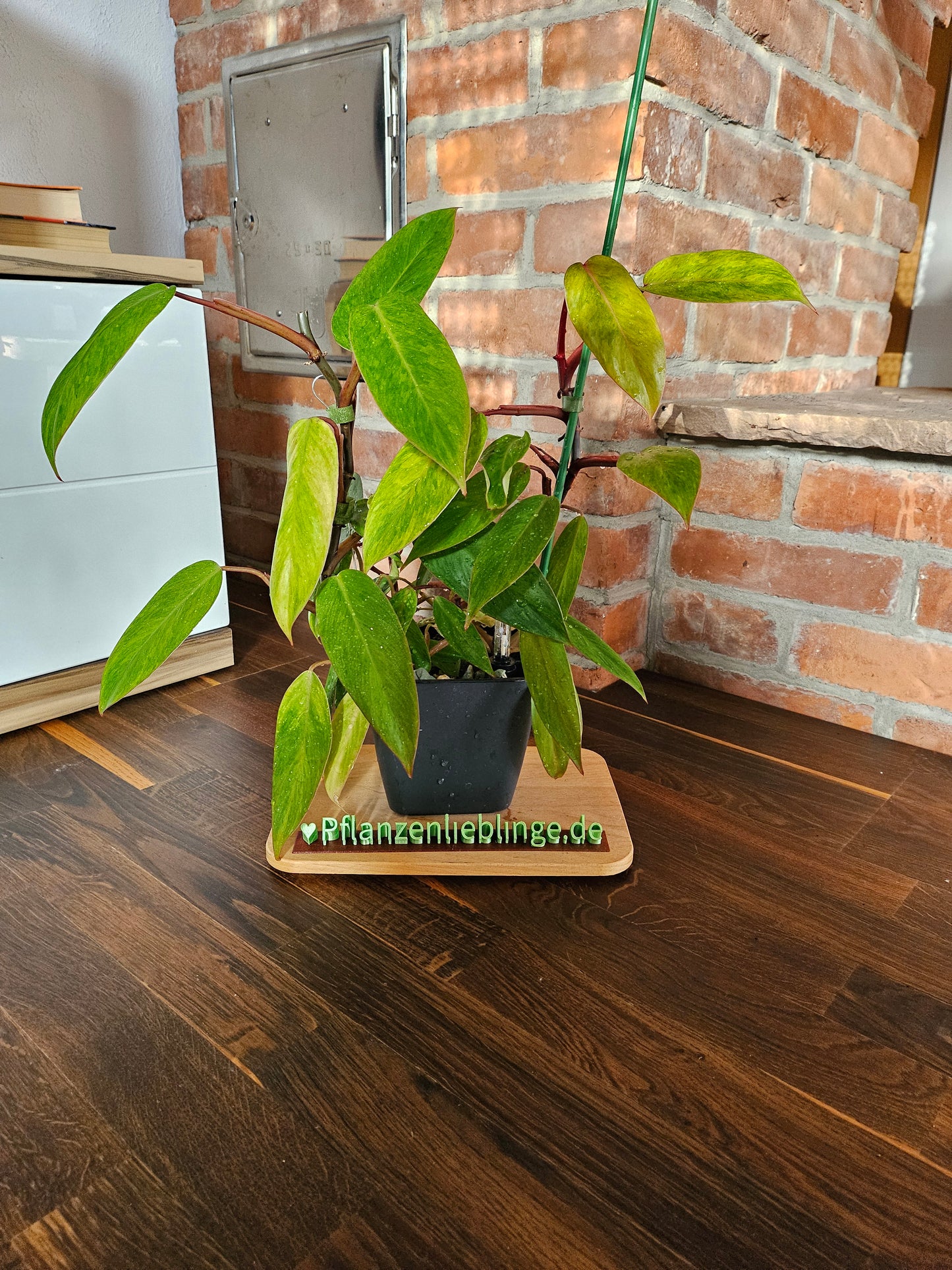 Philodendron painted lady