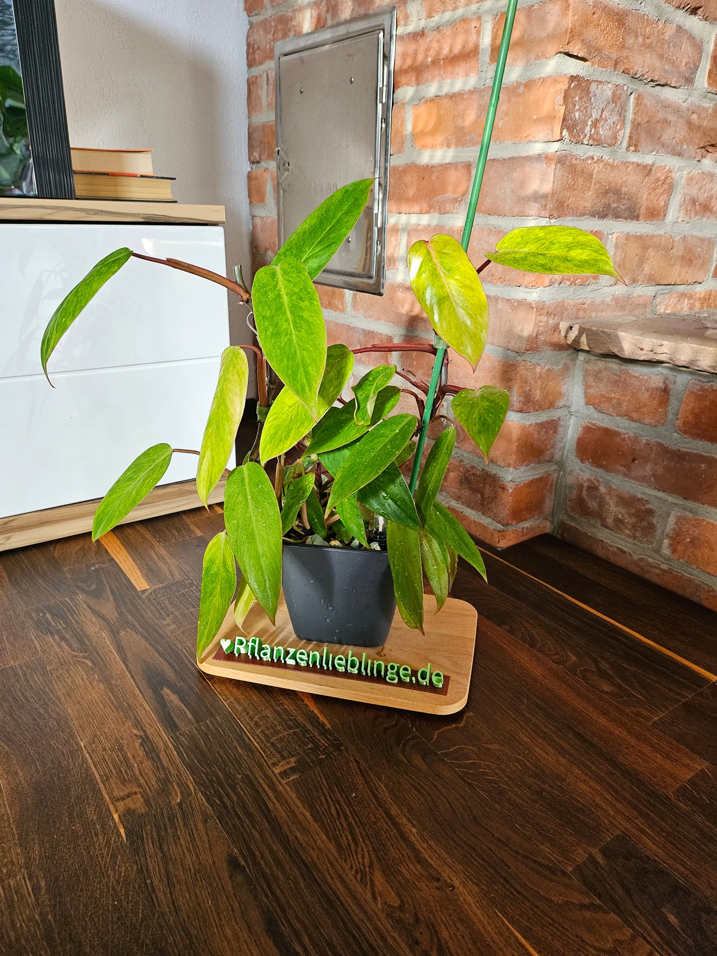 Philodendron painted lady