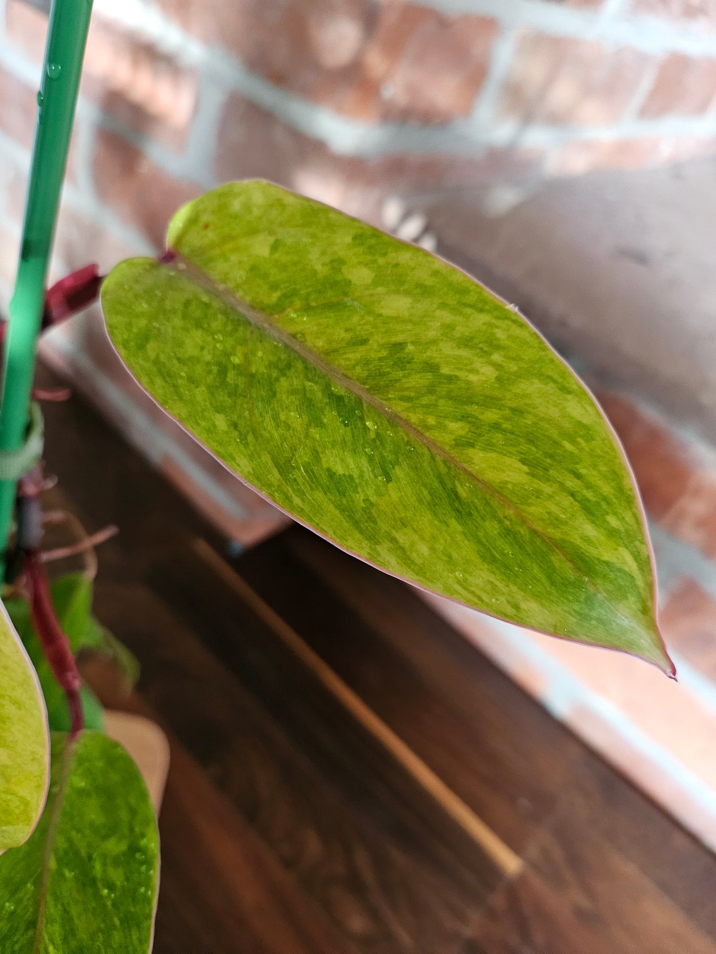 Philodendron painted lady