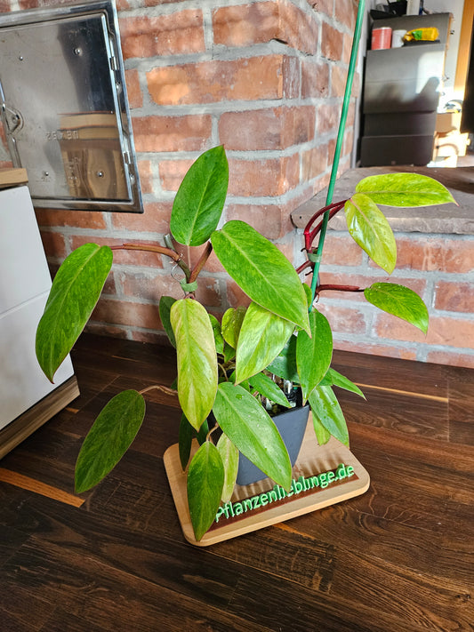 Philodendron painted lady
