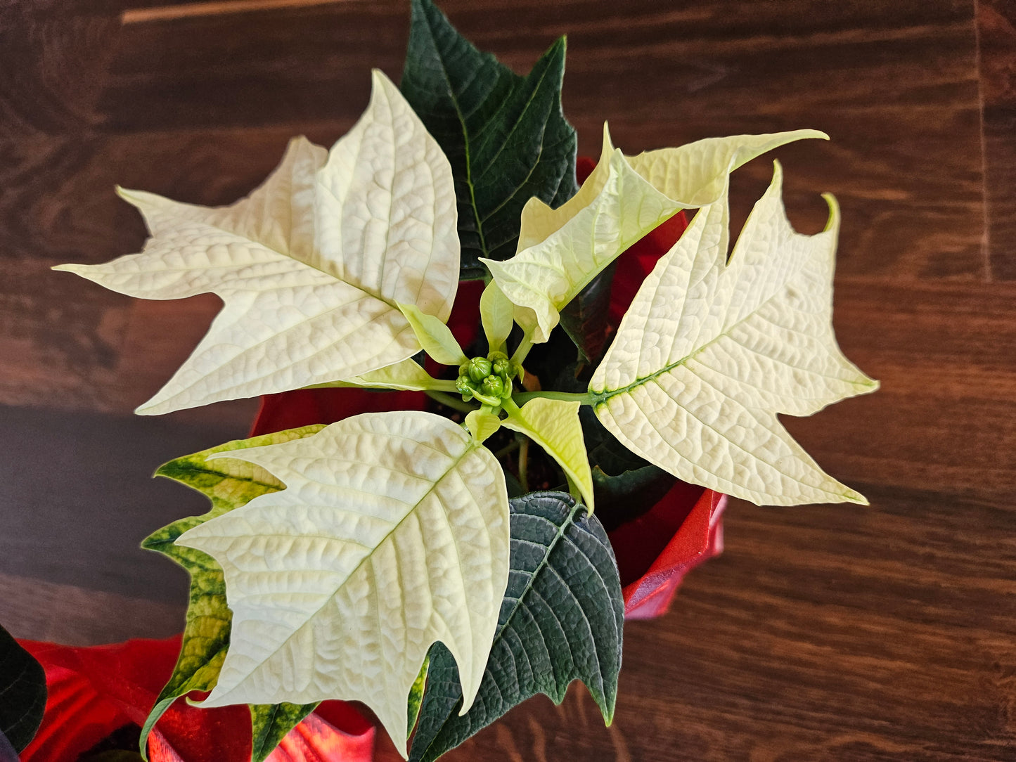 Set Weihnachtsstern inkl. tollem Übertopf (selbst gedruckt) Weihnachtsgeschenk