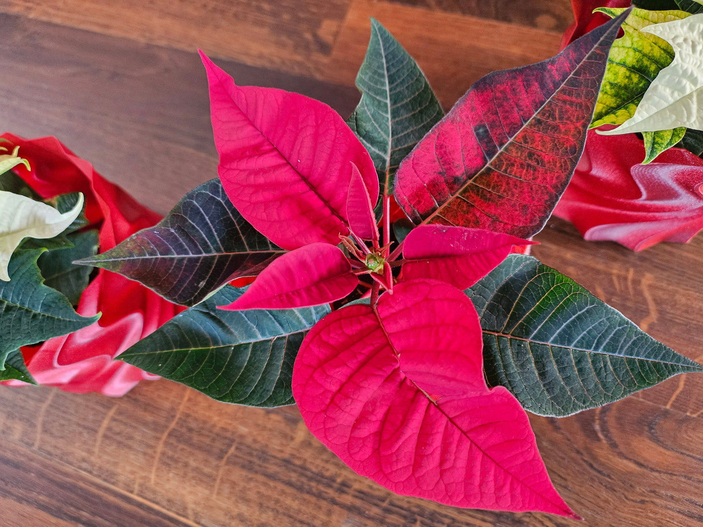 Set Weihnachtsstern inkl. tollem Übertopf (selbst gedruckt) Weihnachtsgeschenk