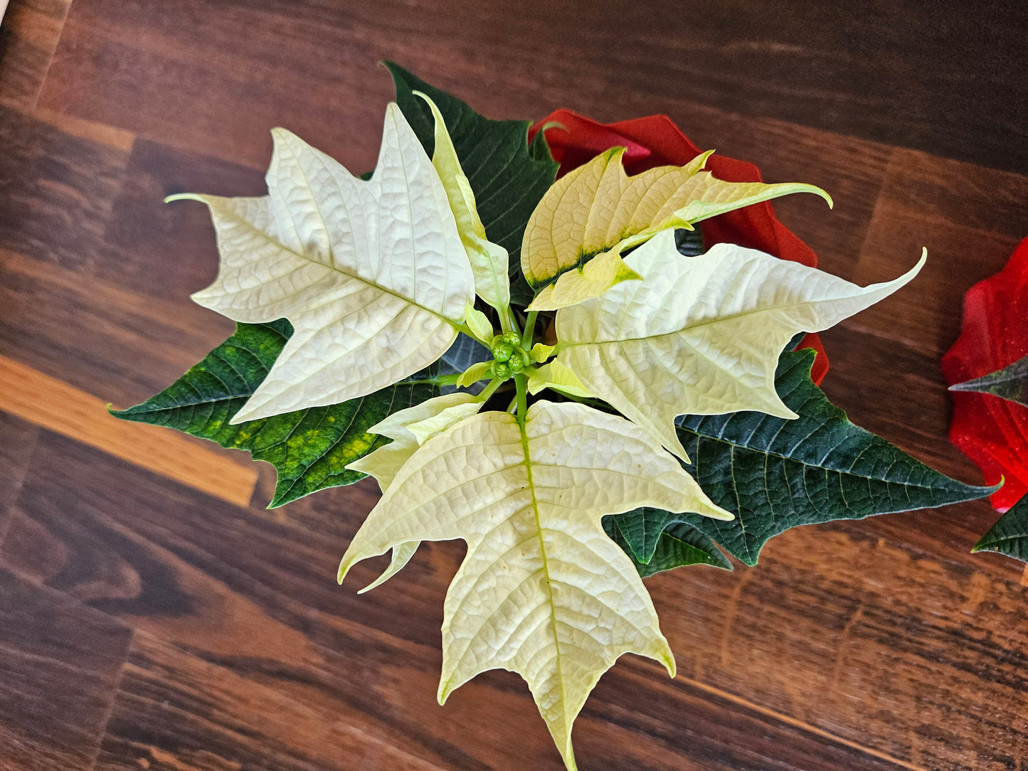 Set Weihnachtsstern inkl. tollem Übertopf (selbst gedruckt) Weihnachtsgeschenk