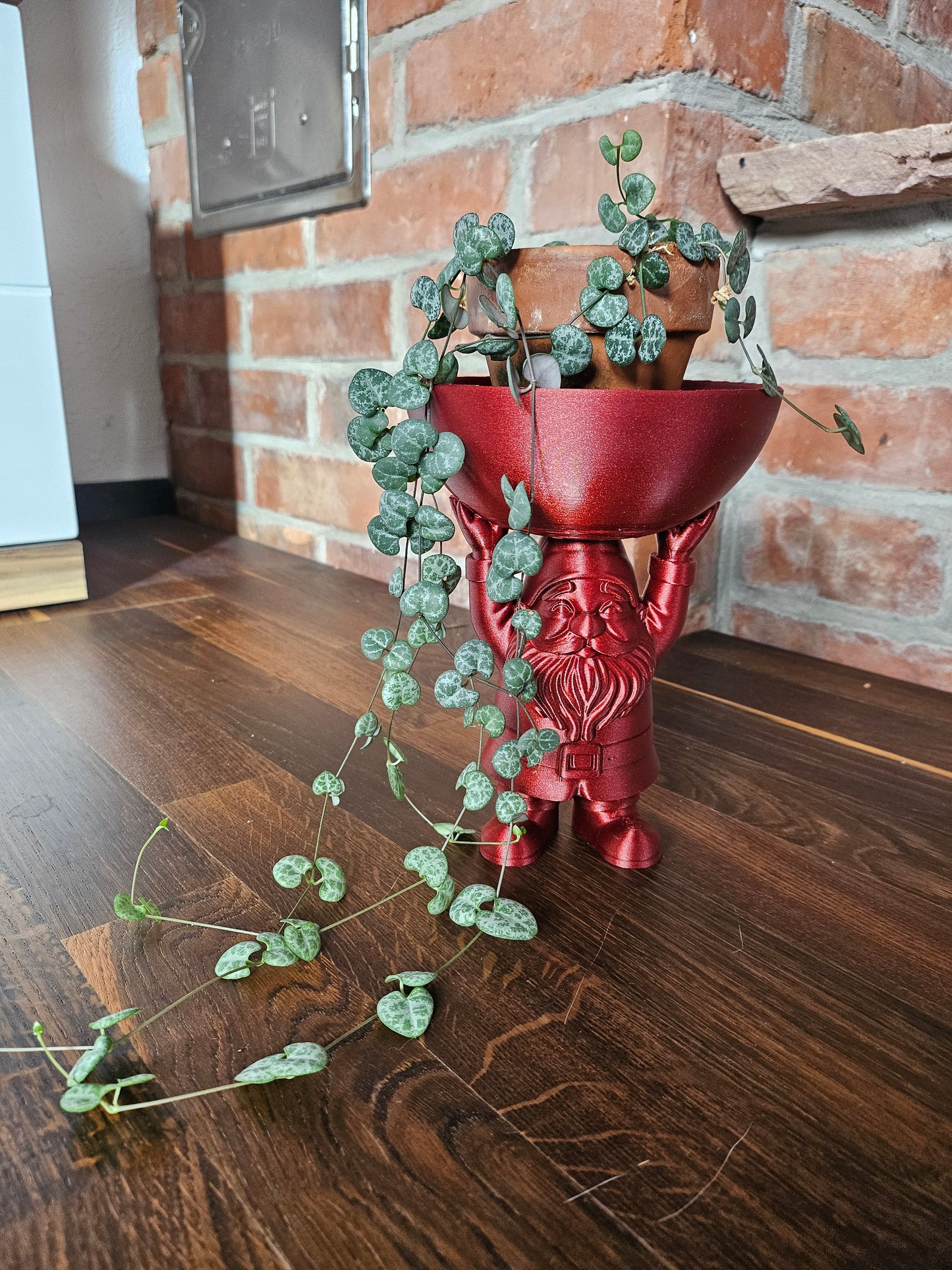 Ceropegia Woodii String of Hearts Weihnachtsset inkl. Weihnachtsfigur