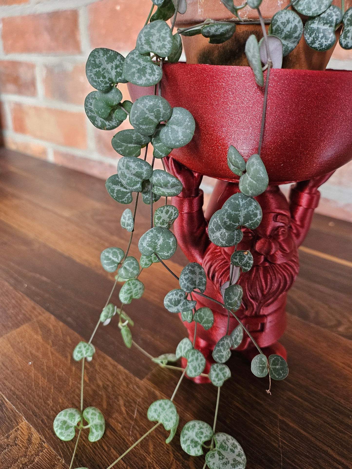 Ceropegia Woodii String of Hearts Weihnachtsset inkl. Weihnachtsfigur