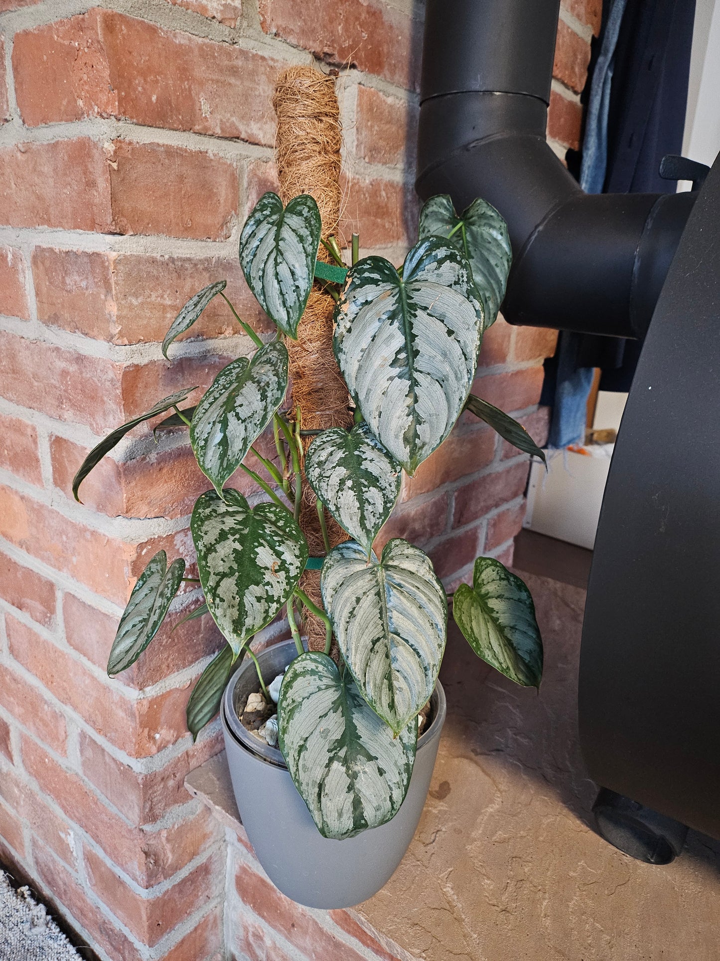 Philodendron Brandtianum ganze Pflanze