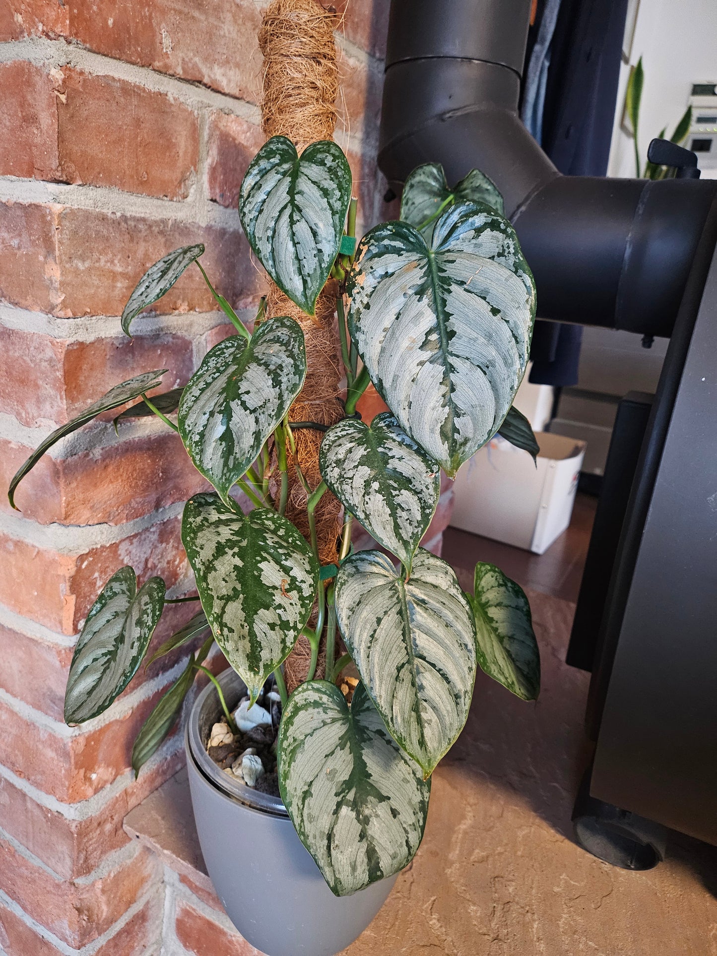 Philodendron Brandtianum ganze Pflanze