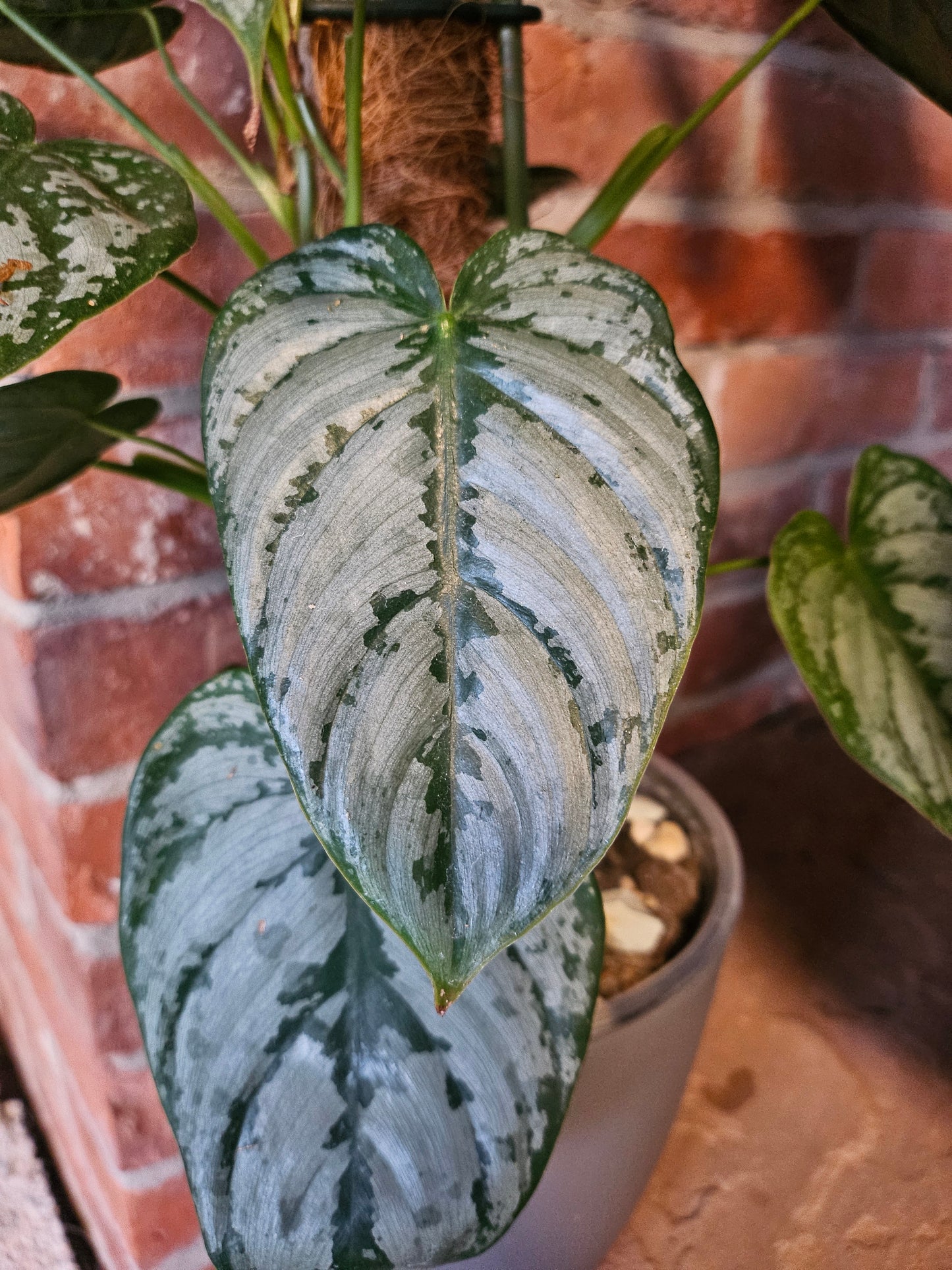Philodendron Brandtianum ganze Pflanze