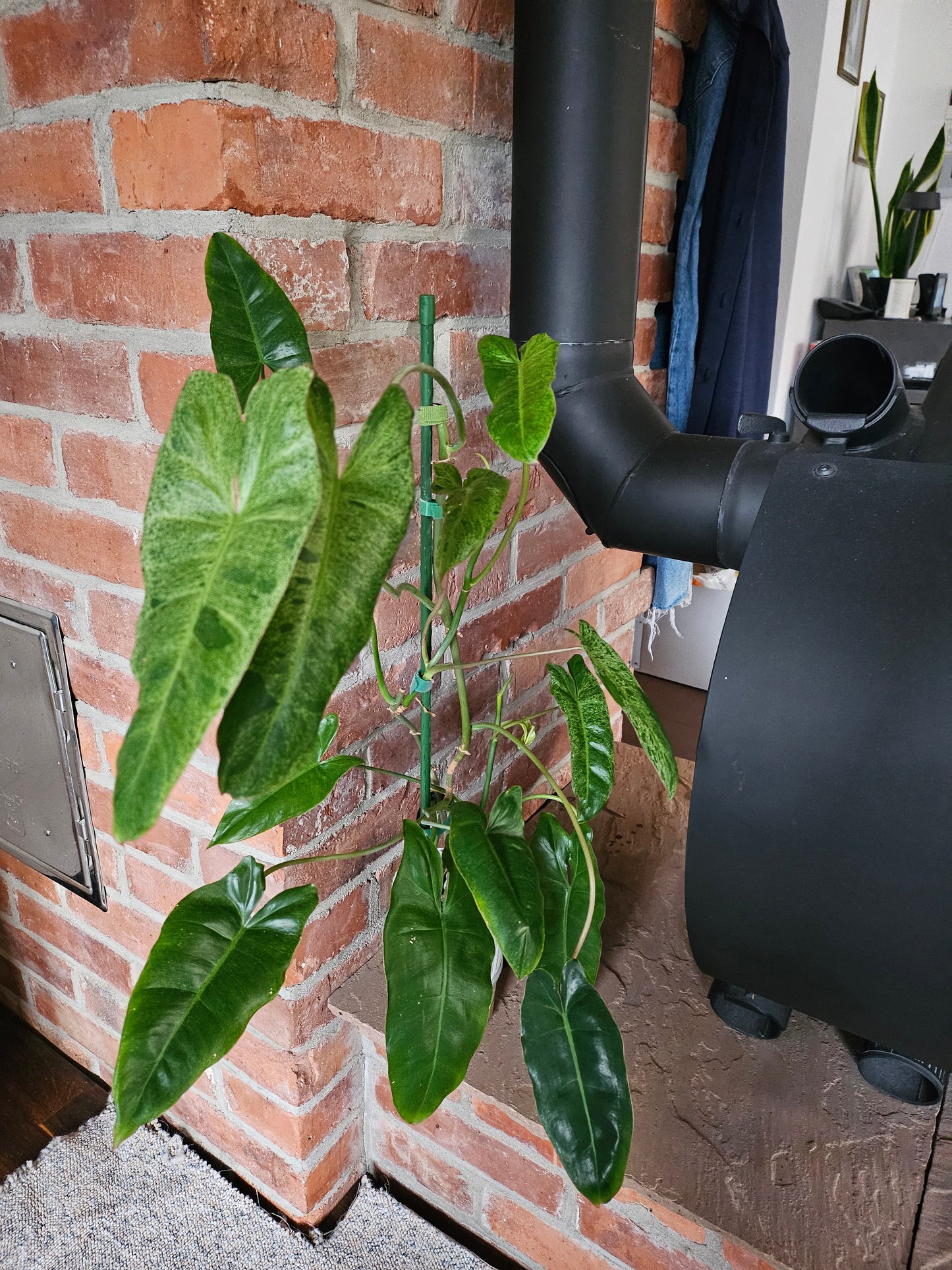 Philodendron Paraiso verde ganze Pflanze