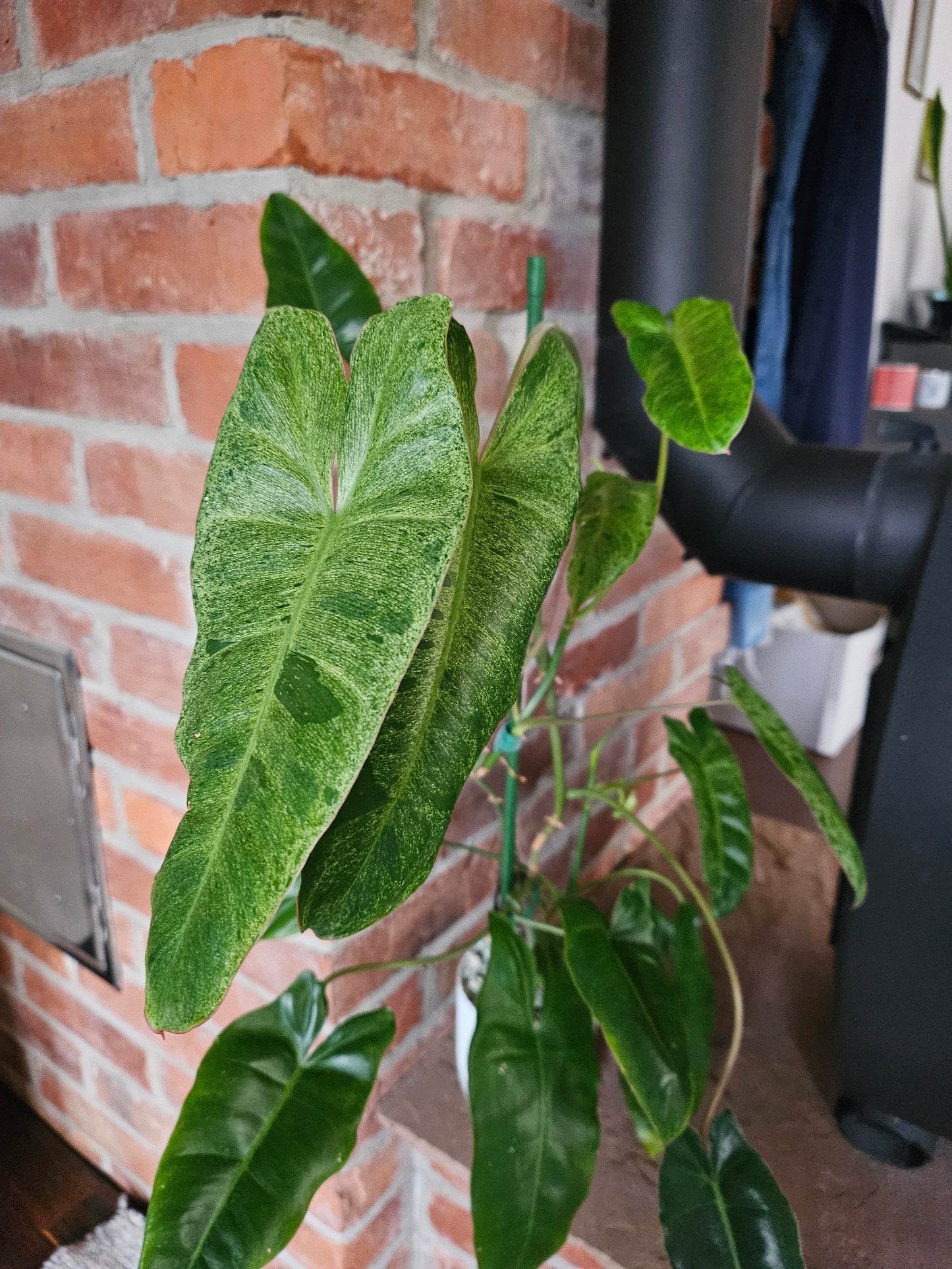 Philodendron Paraiso verde ganze Pflanze