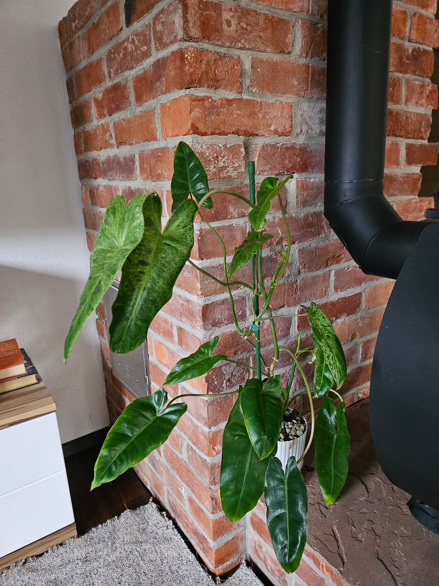 Philodendron Paraiso verde ganze Pflanze