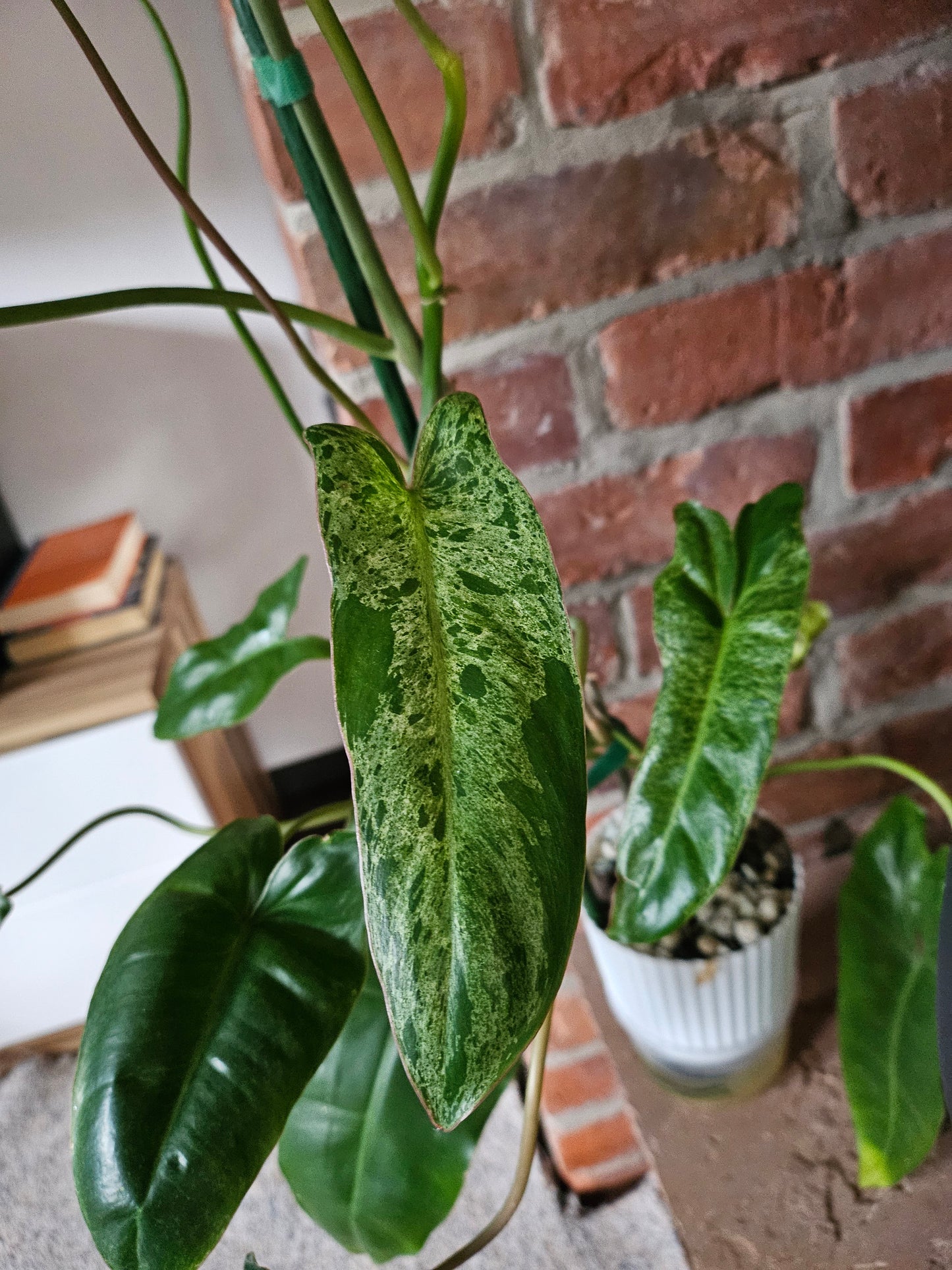 Philodendron Paraiso verde ganze Pflanze