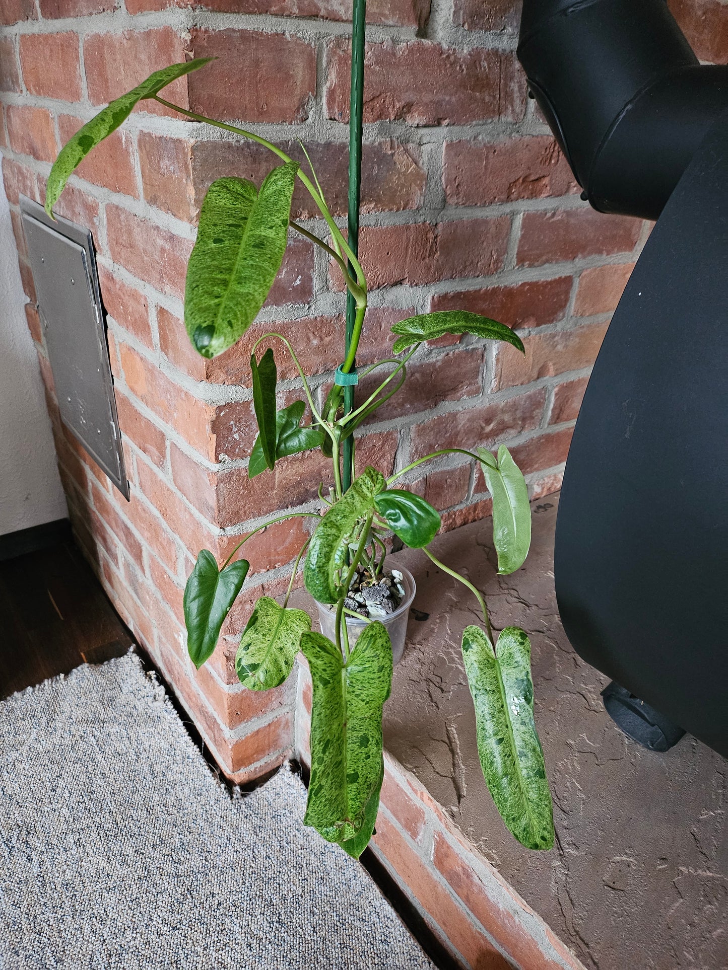 Philodendron Paraiso verde ganze Pflanze