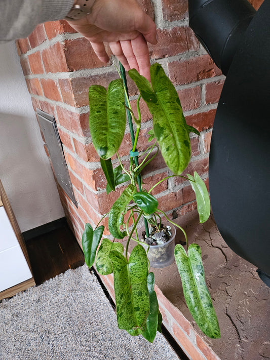 Philodendron Paraiso verde ganze Pflanze