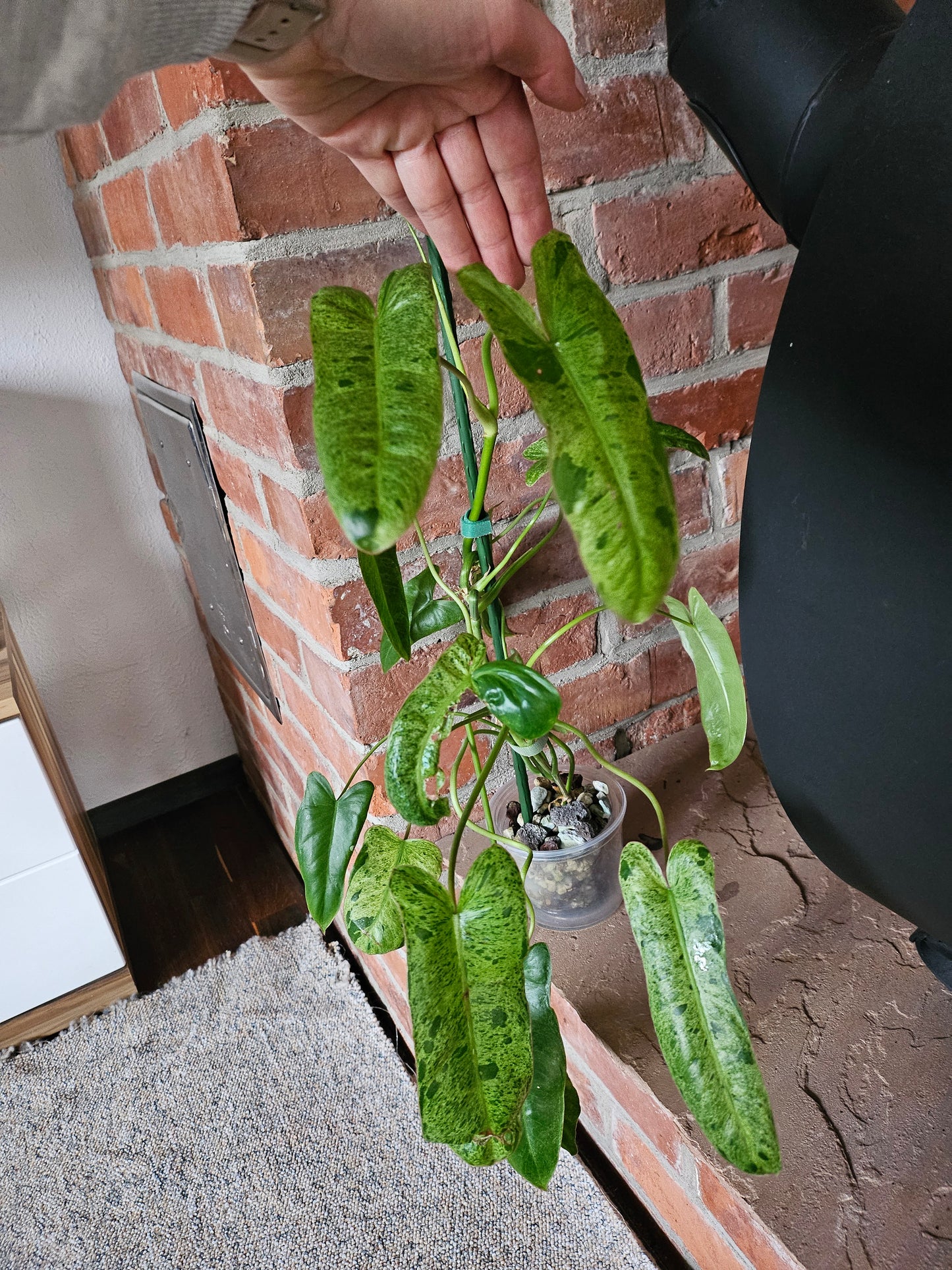 Philodendron Paraiso verde ganze Pflanze