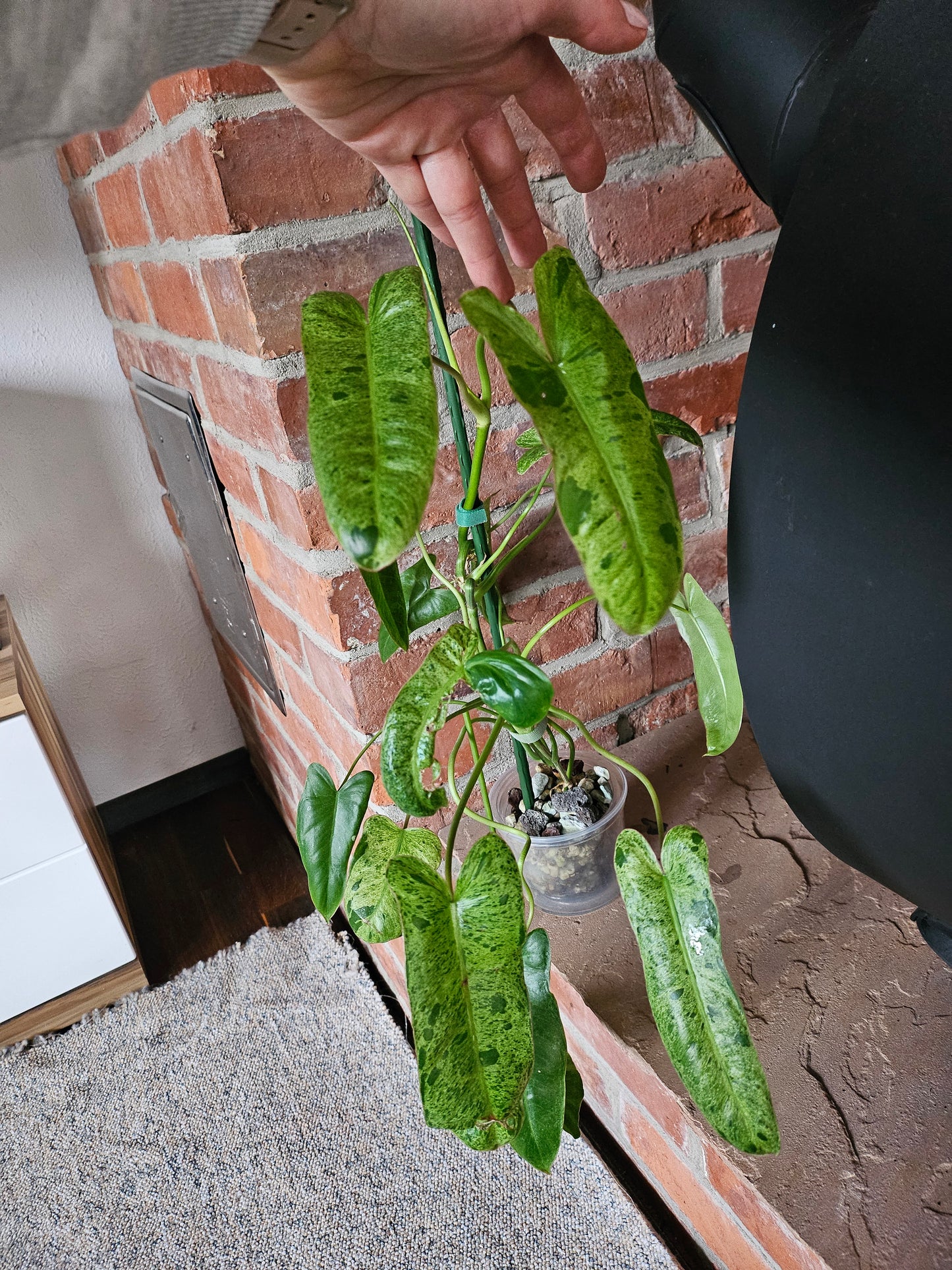 Philodendron Paraiso verde ganze Pflanze