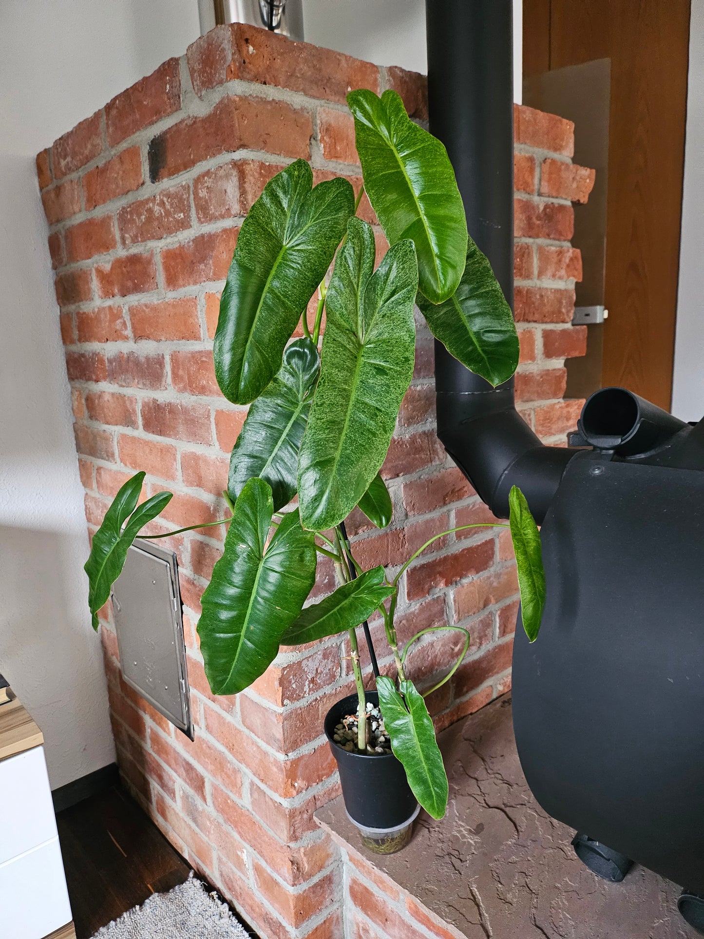Philodendron Paraiso Verde ganze Pflanze