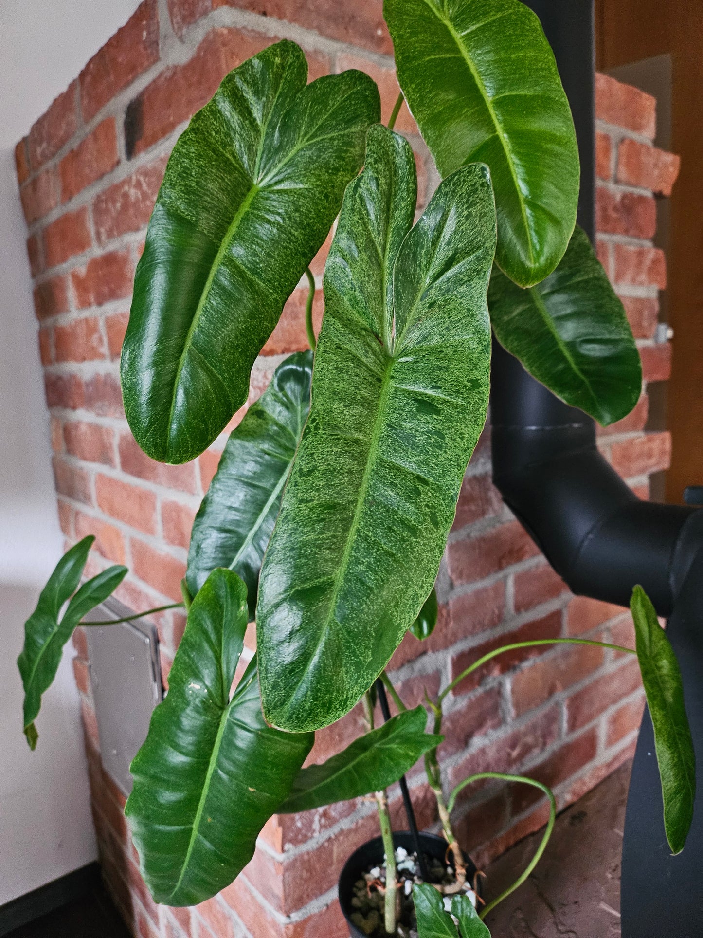 Philodendron Paraiso Verde ganze Pflanze