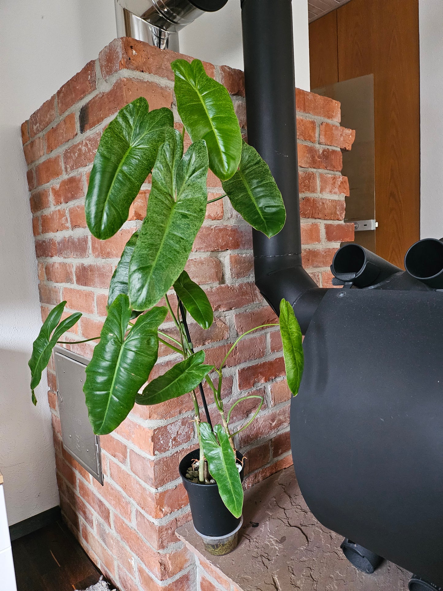 Philodendron Paraiso Verde ganze Pflanze
