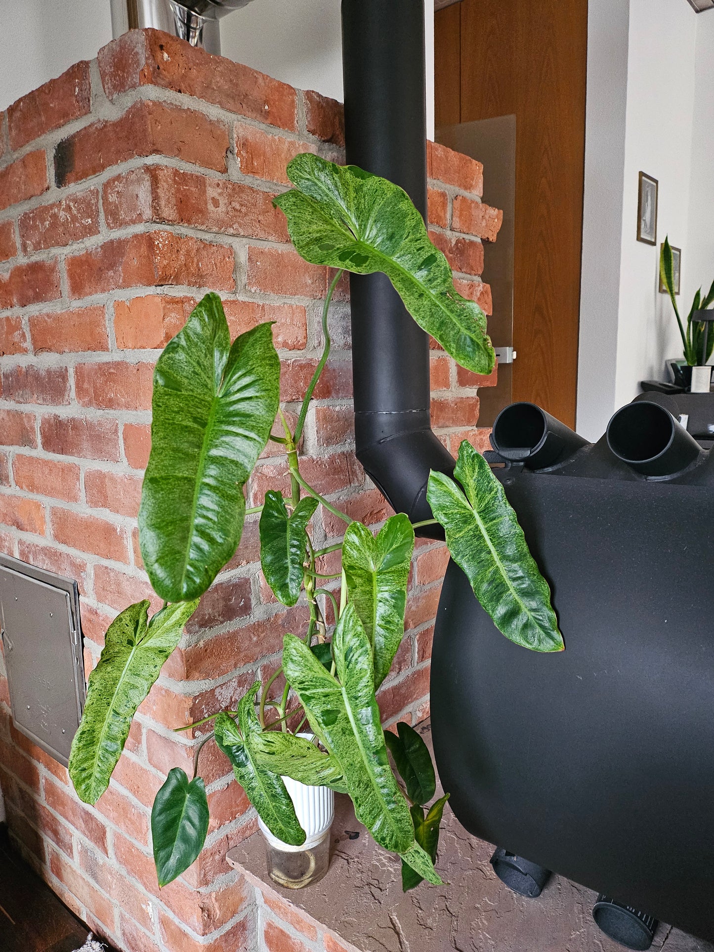 Philodendron Paraiso Verde ganze Pflanze