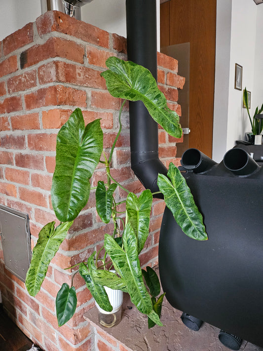 Philodendron Paraiso Verde ganze Pflanze