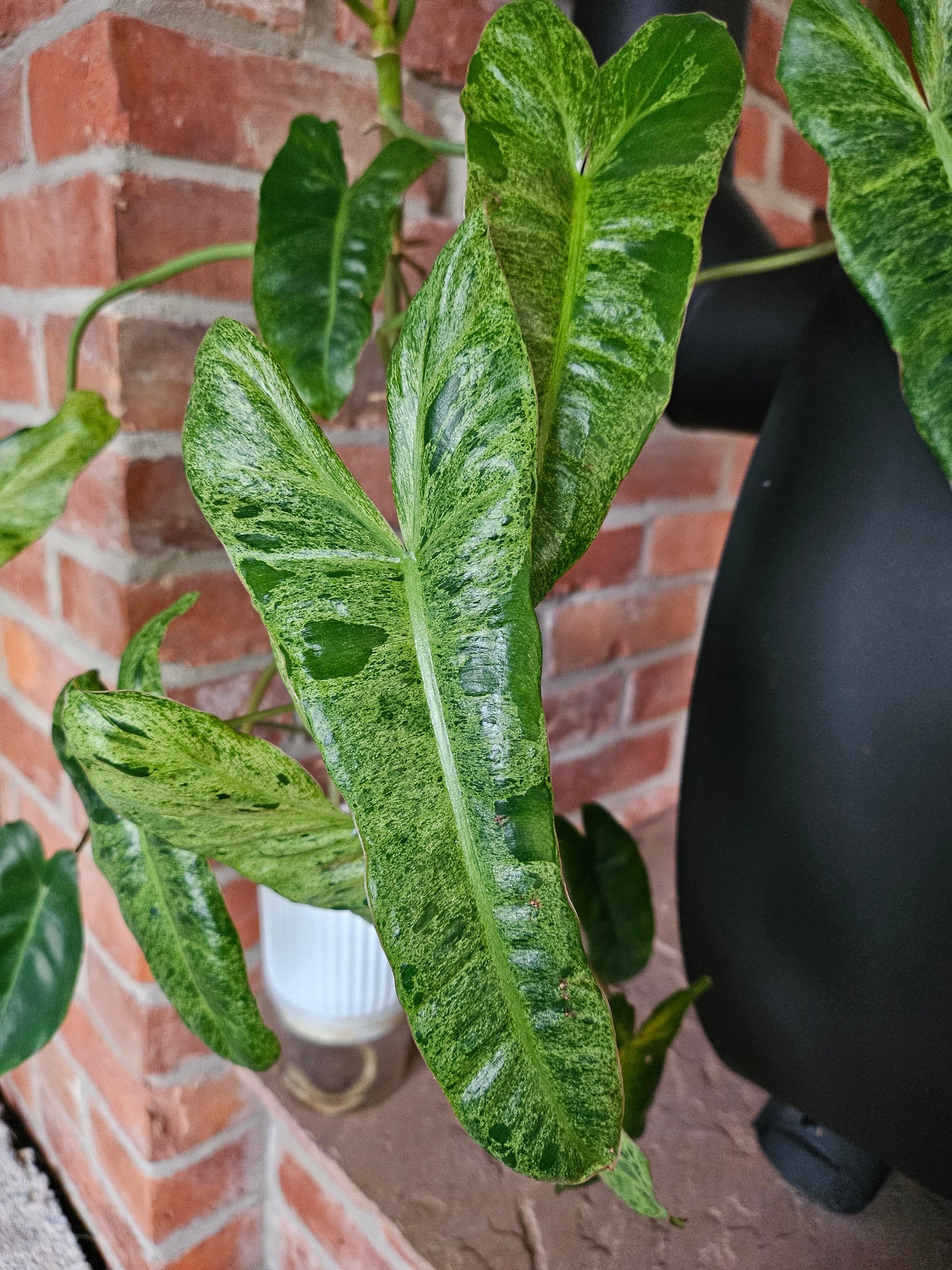 Philodendron Paraiso Verde ganze Pflanze