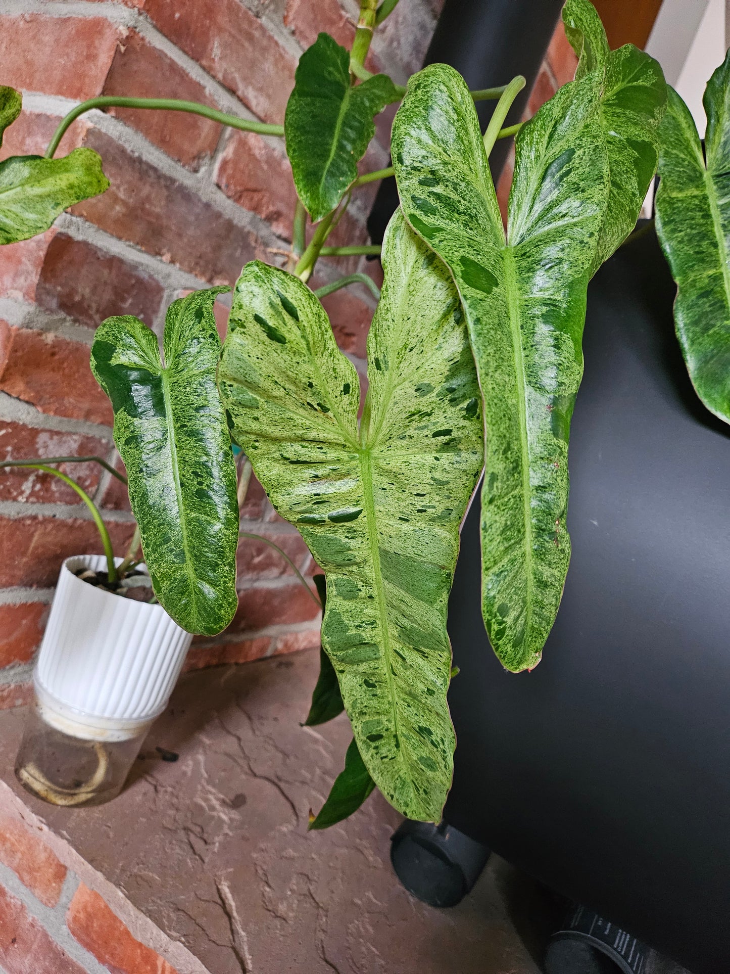 Philodendron Paraiso Verde ganze Pflanze