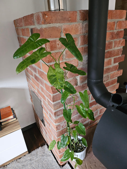 Philodendron Paraiso verde ganze Pflanze