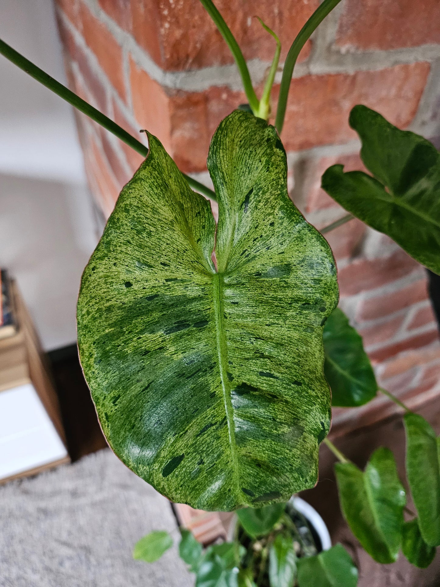 Philodendron Paraiso verde ganze Pflanze
