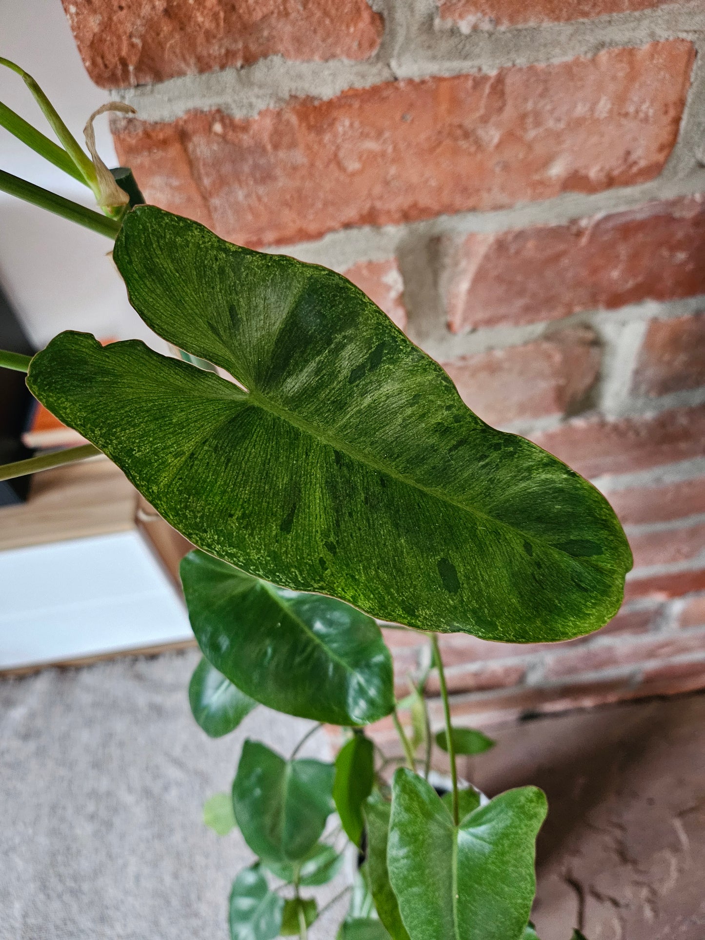 Philodendron Paraiso verde ganze Pflanze