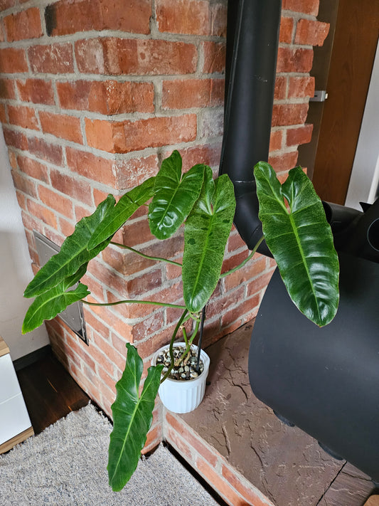 Philodendron Paraiso verde ganze Pflanze