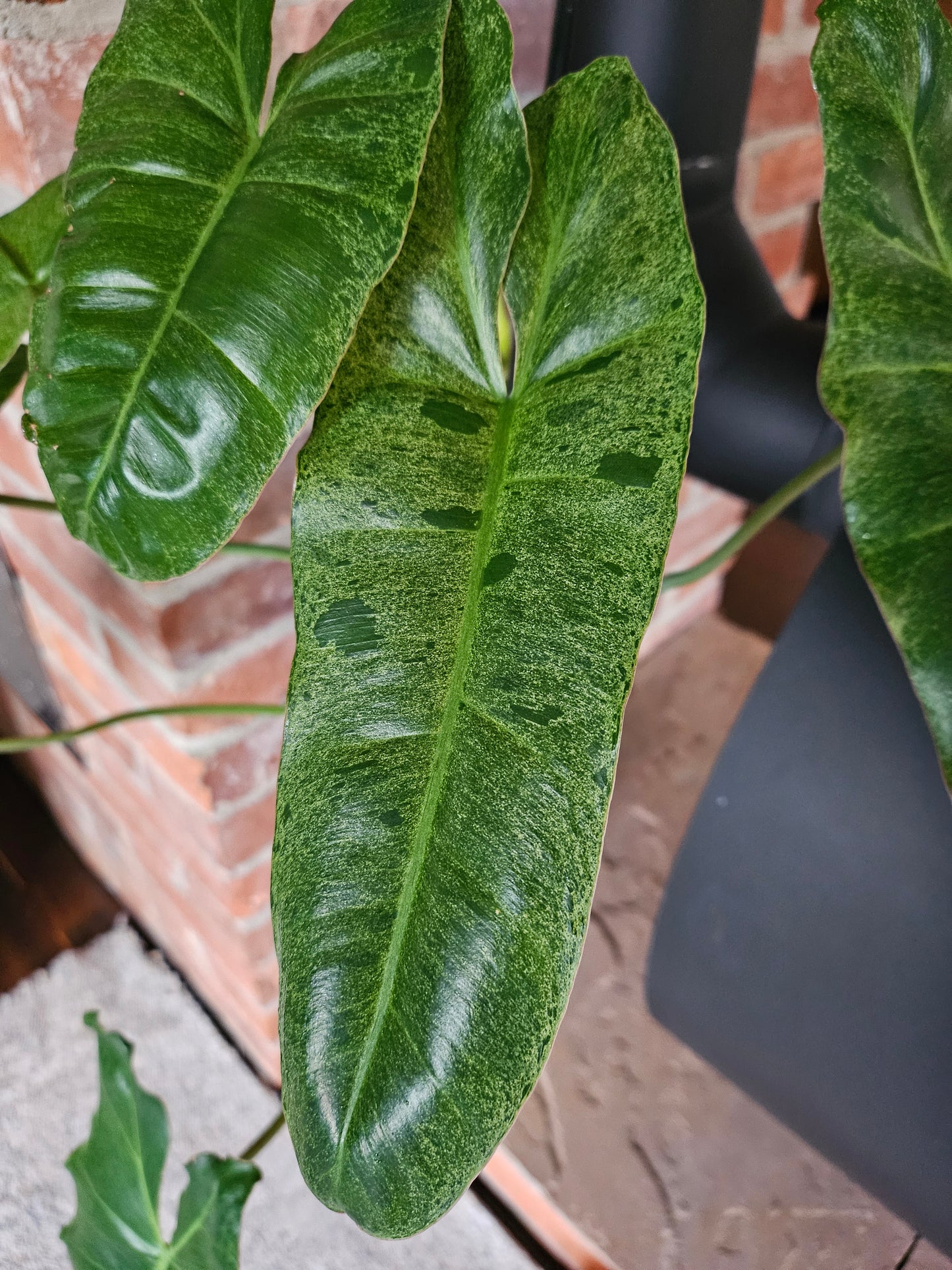 Philodendron Paraiso verde ganze Pflanze