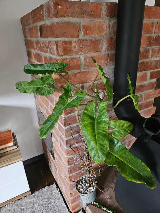 Philodendron Paraiso verde ganze Pflanze