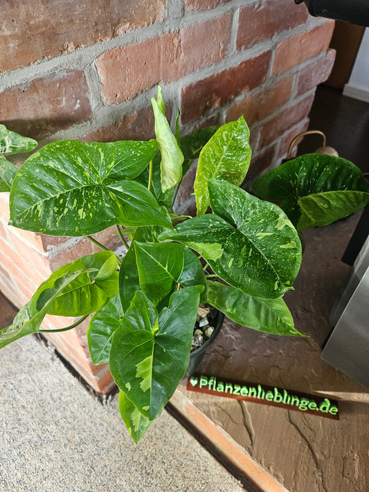 Syngonium Panda Galaxy Pflanze