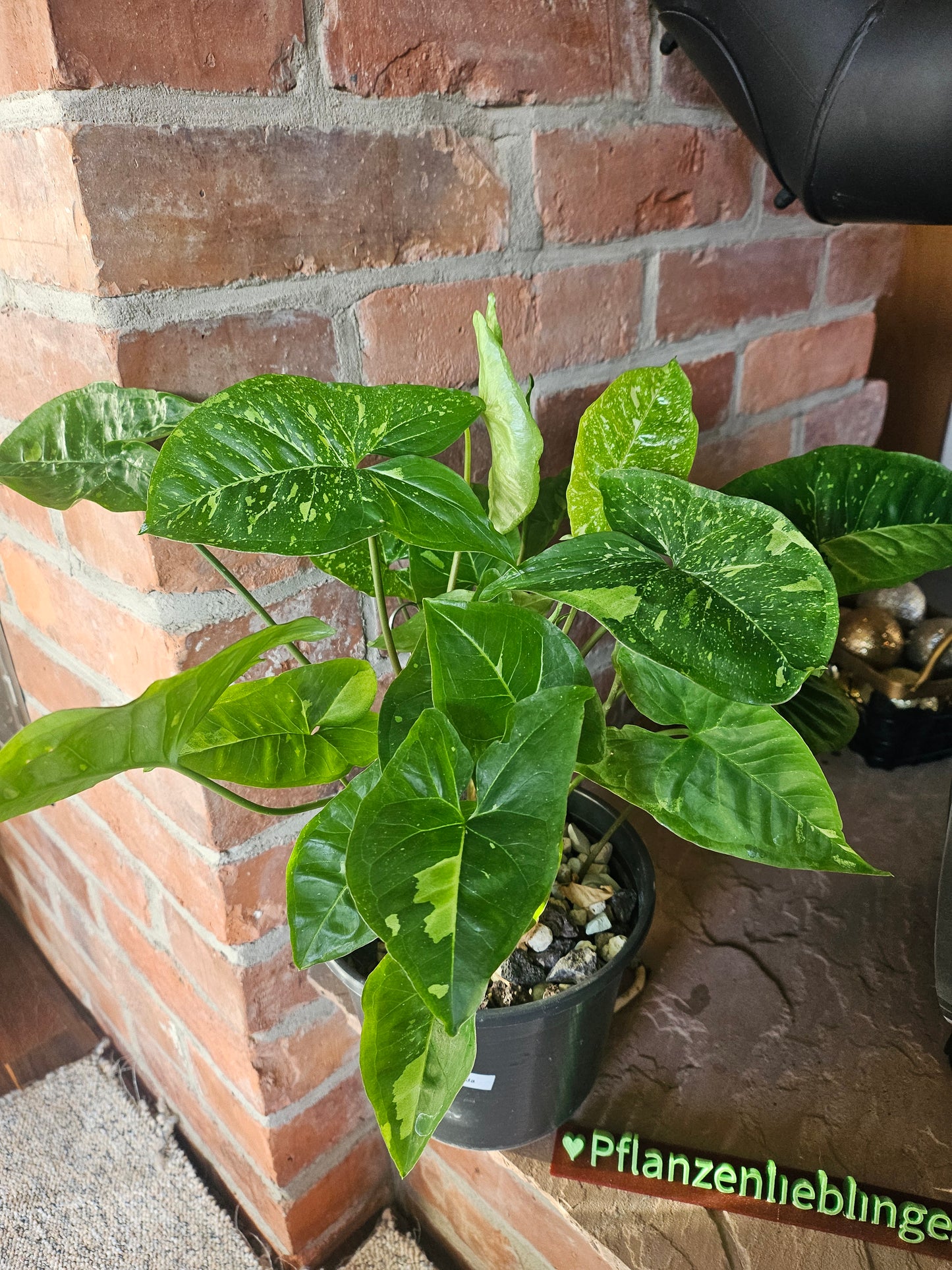 Syngonium Panda Galaxy Pflanze