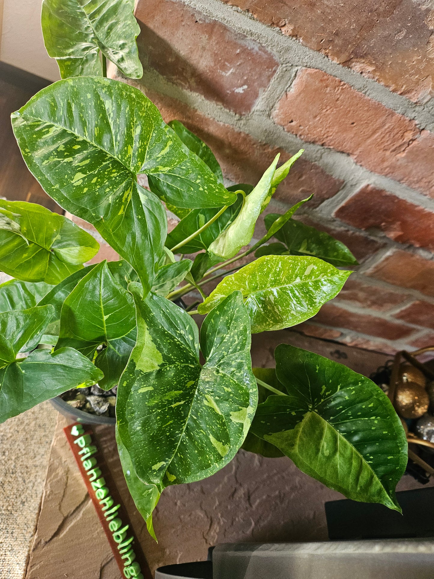 Syngonium Panda Galaxy Pflanze