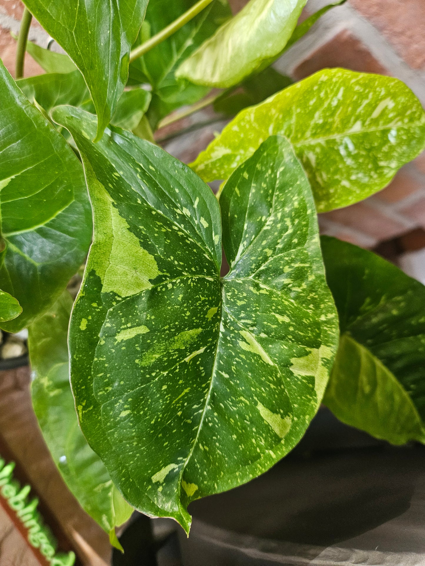 Syngonium Panda Galaxy Pflanze