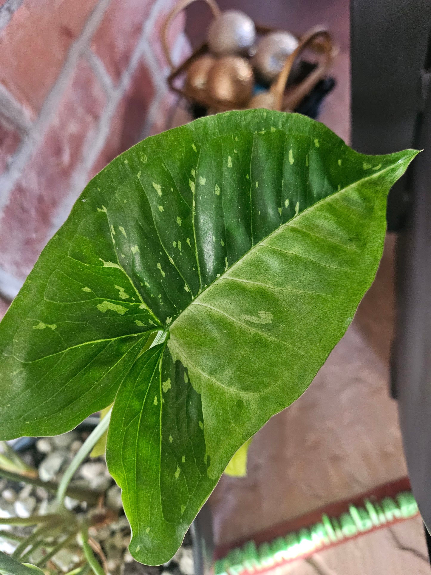 Syngonium Panda Galaxy Pflanze