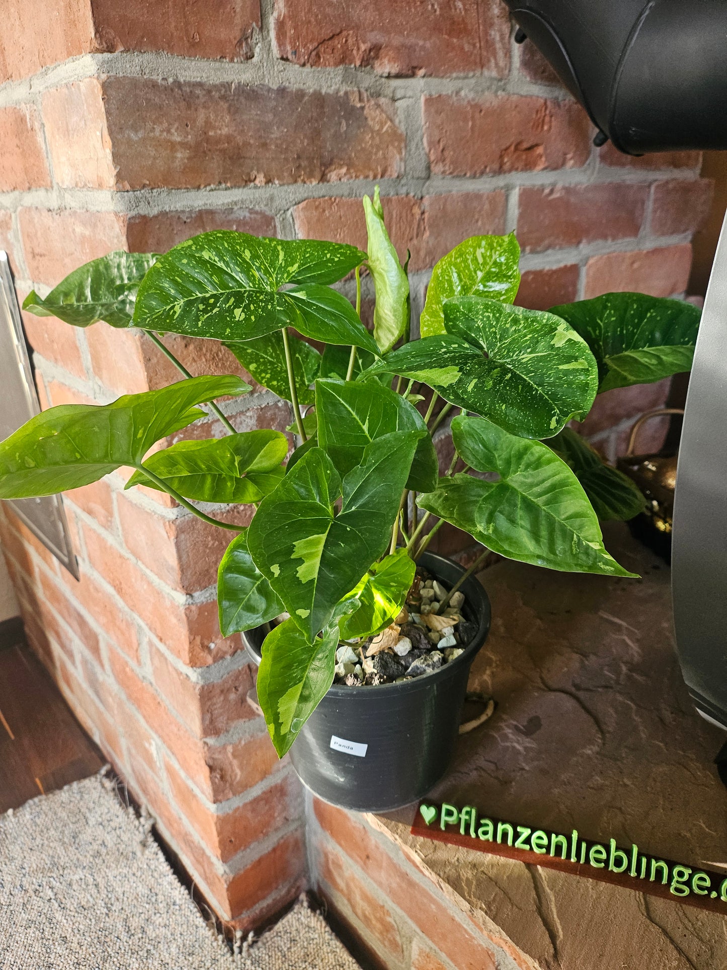 Syngonium Panda Galaxy Pflanze