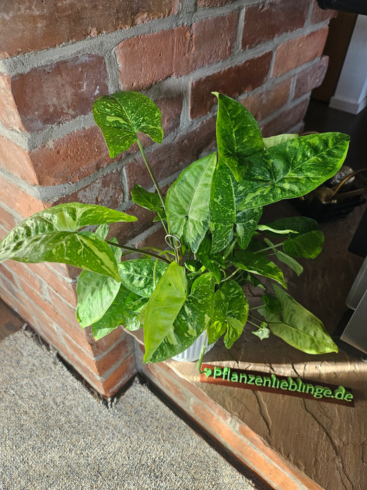 Syngonium Panda Galaxy Pflanze