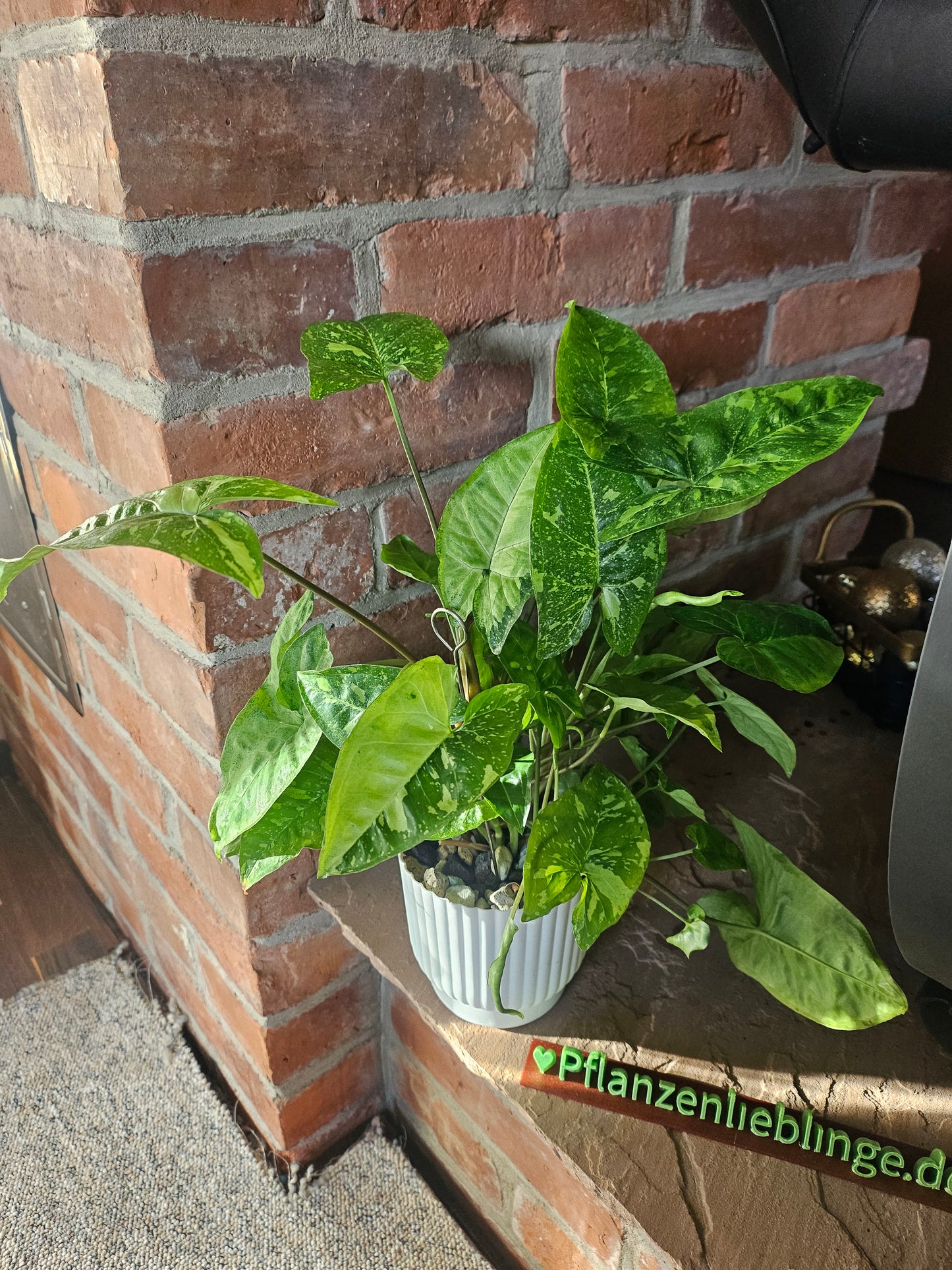 Syngonium Panda Galaxy Pflanze