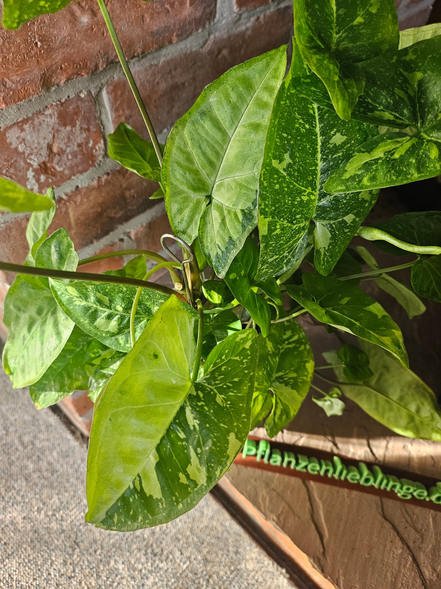 Syngonium Panda Galaxy Pflanze