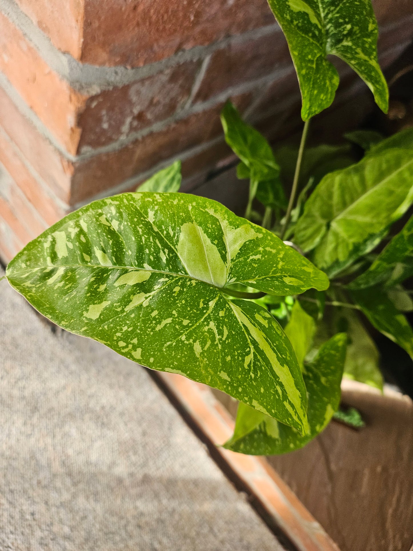 Syngonium Panda Galaxy Pflanze