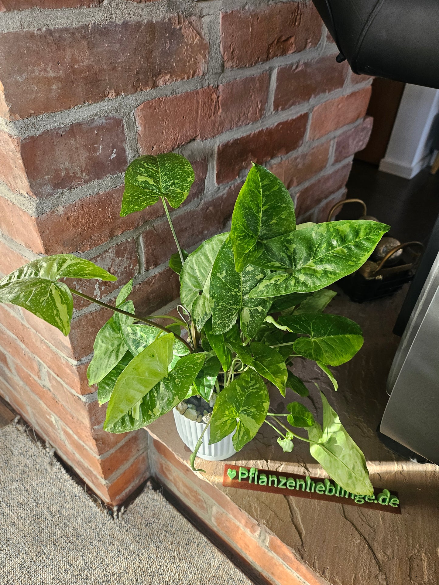 Syngonium Panda Galaxy Pflanze