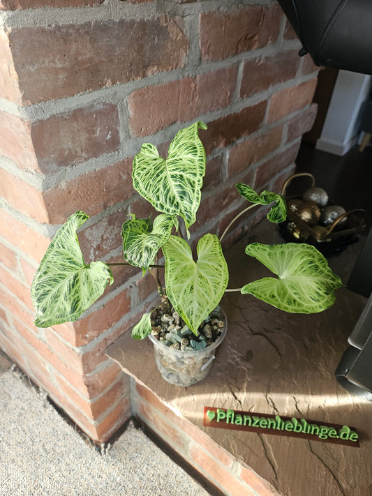 Syngonium Batik Pflanze
