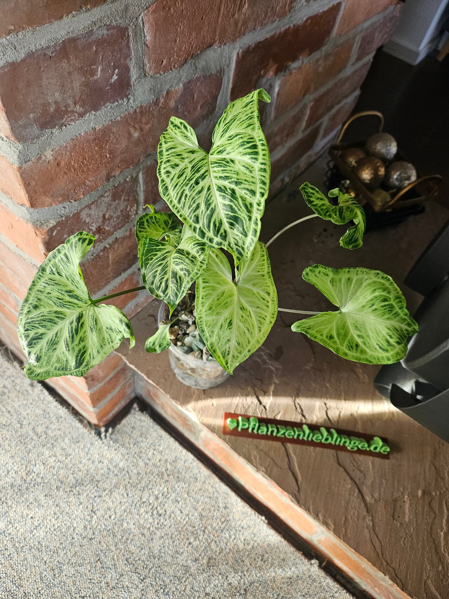 Syngonium Batik Pflanze