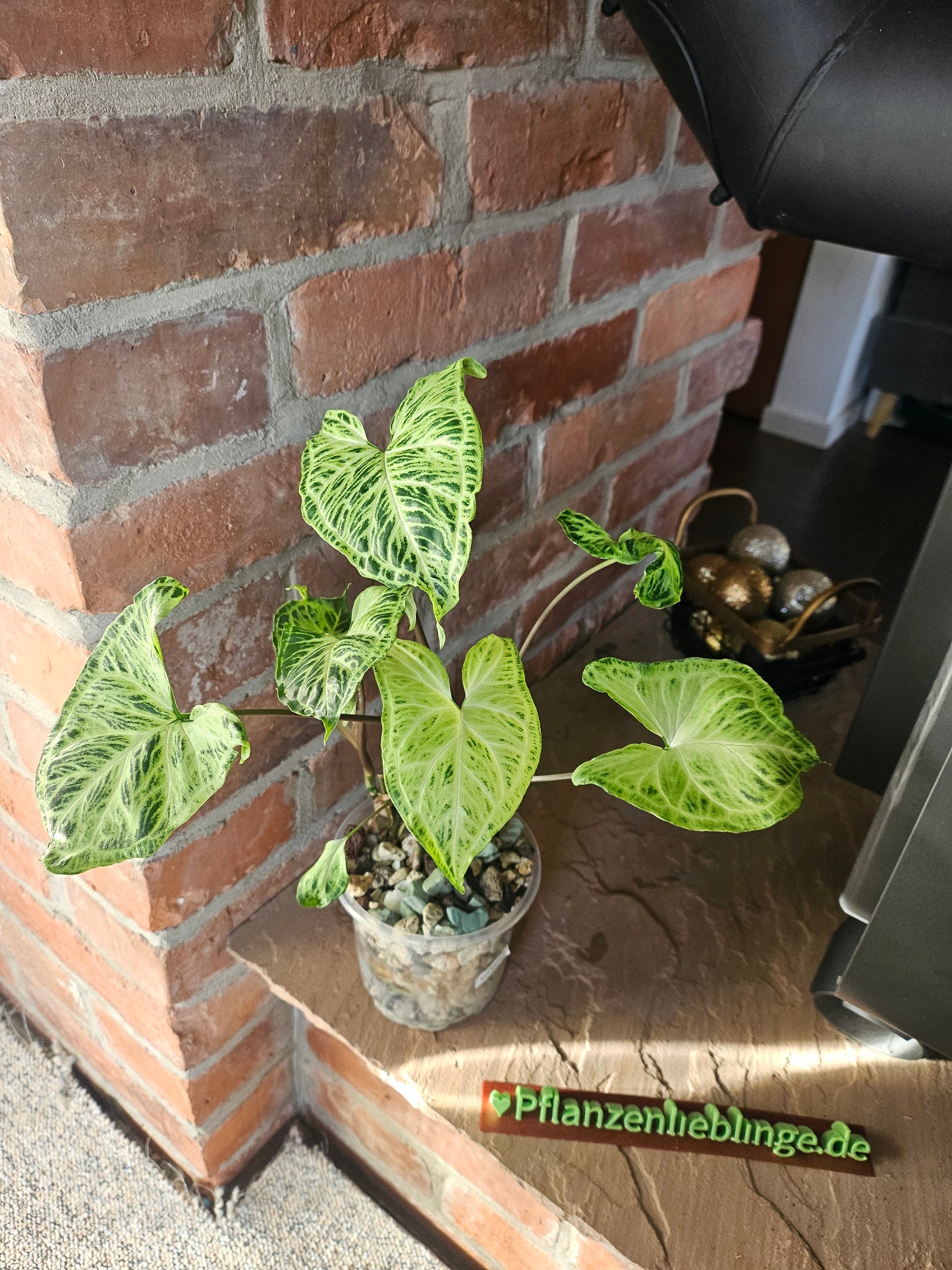 Syngonium Batik Pflanze