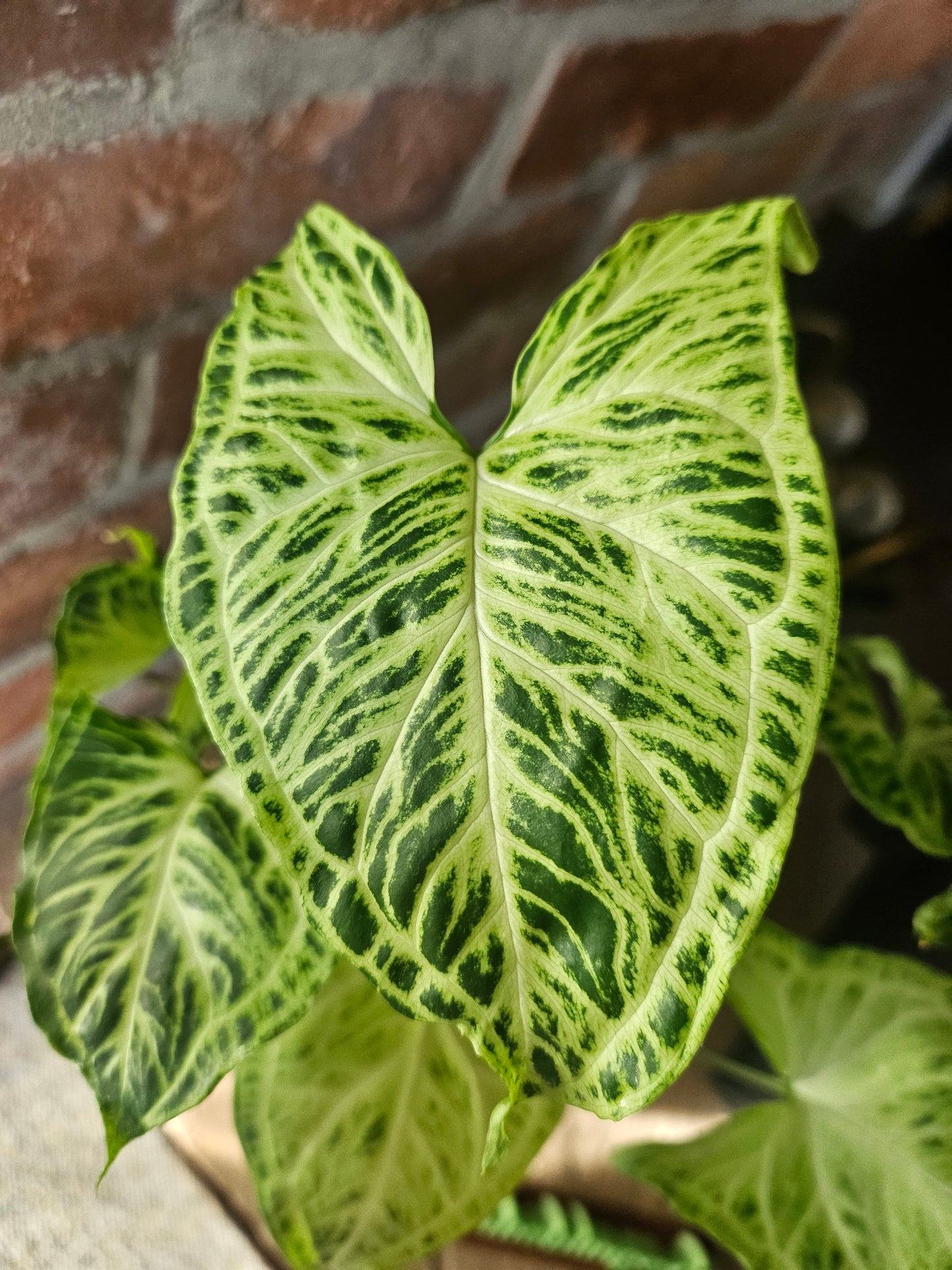 Syngonium Batik Pflanze