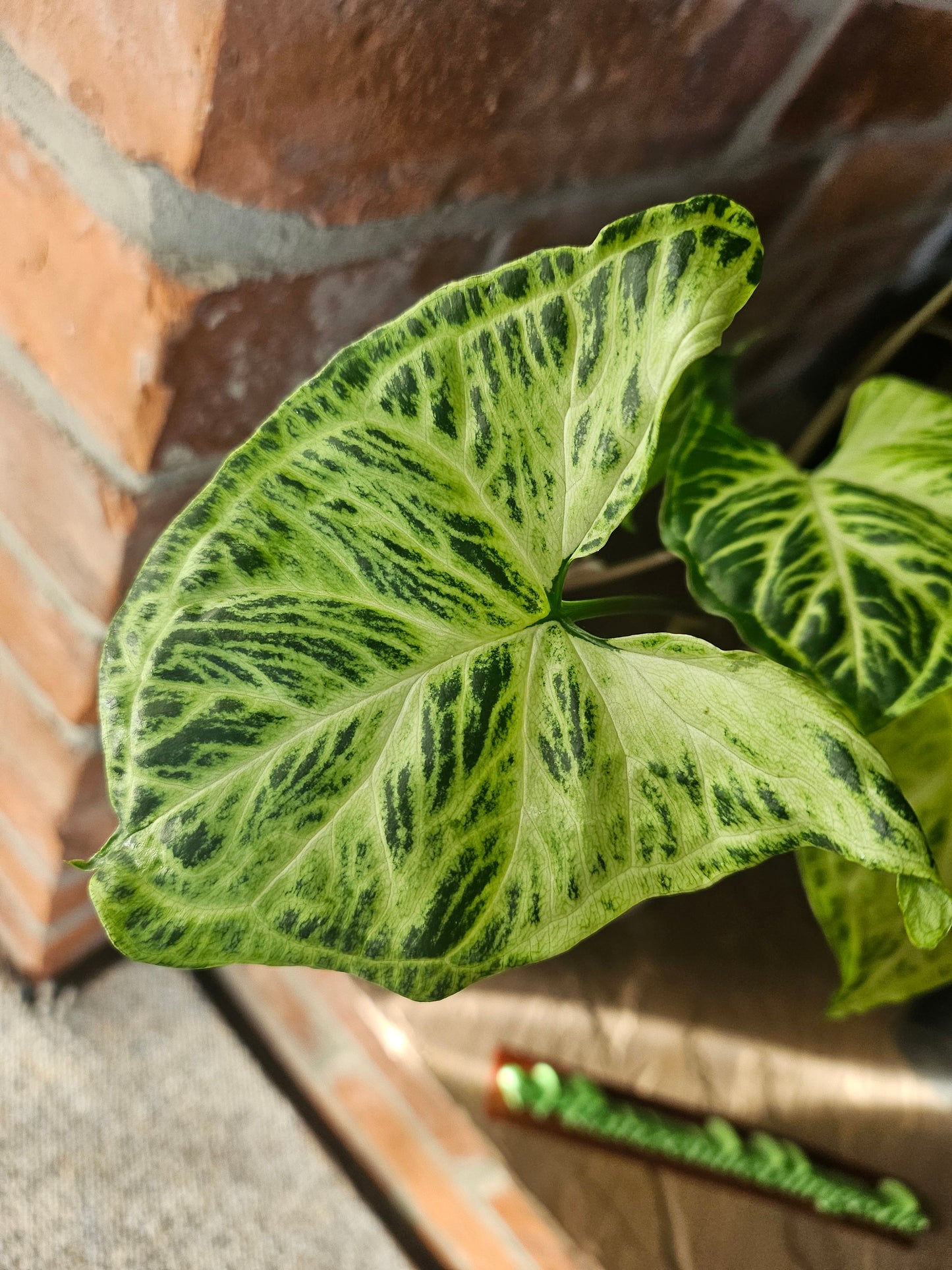 Syngonium Batik Pflanze